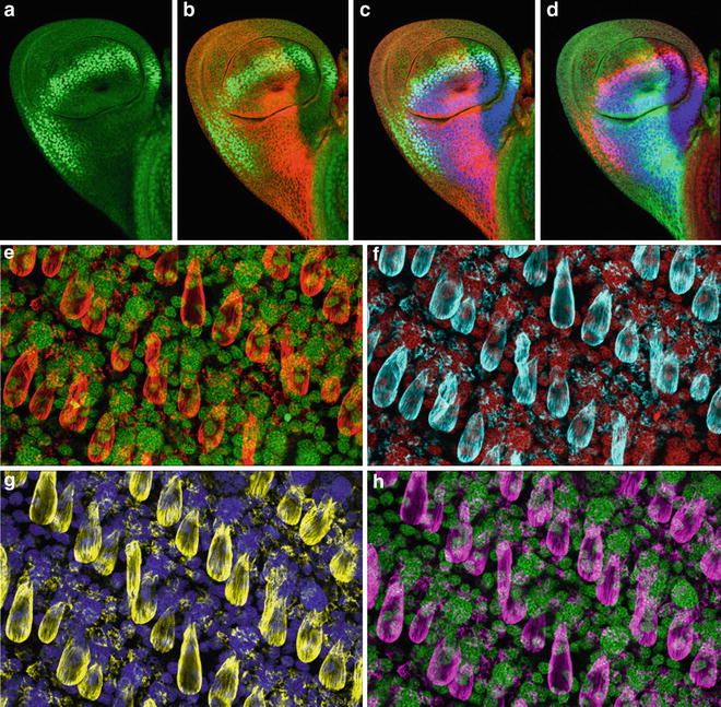 Laser Scanning Confocal Microscopy: History, Applications, And Related ...