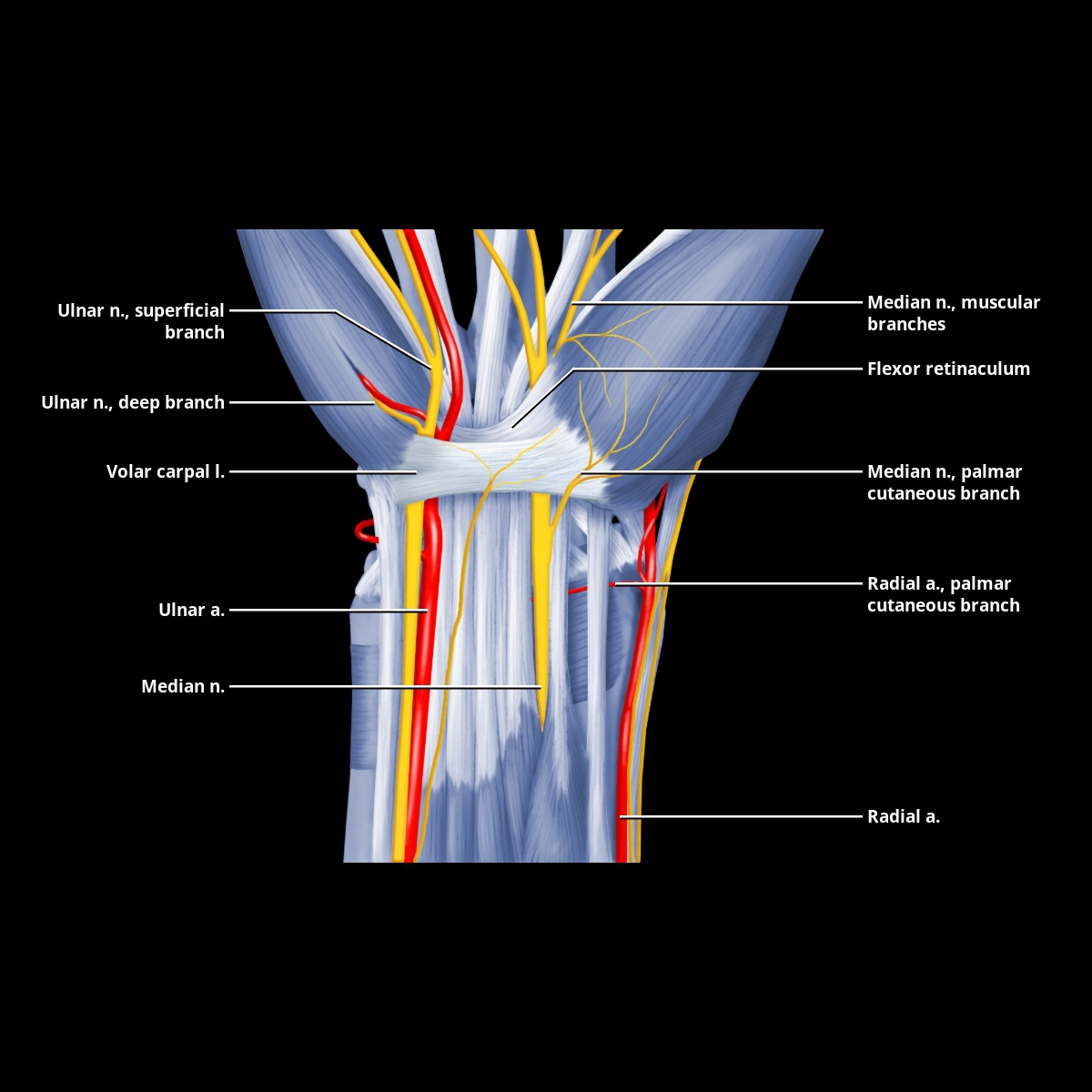 Recurrent Branch of Median Nerve