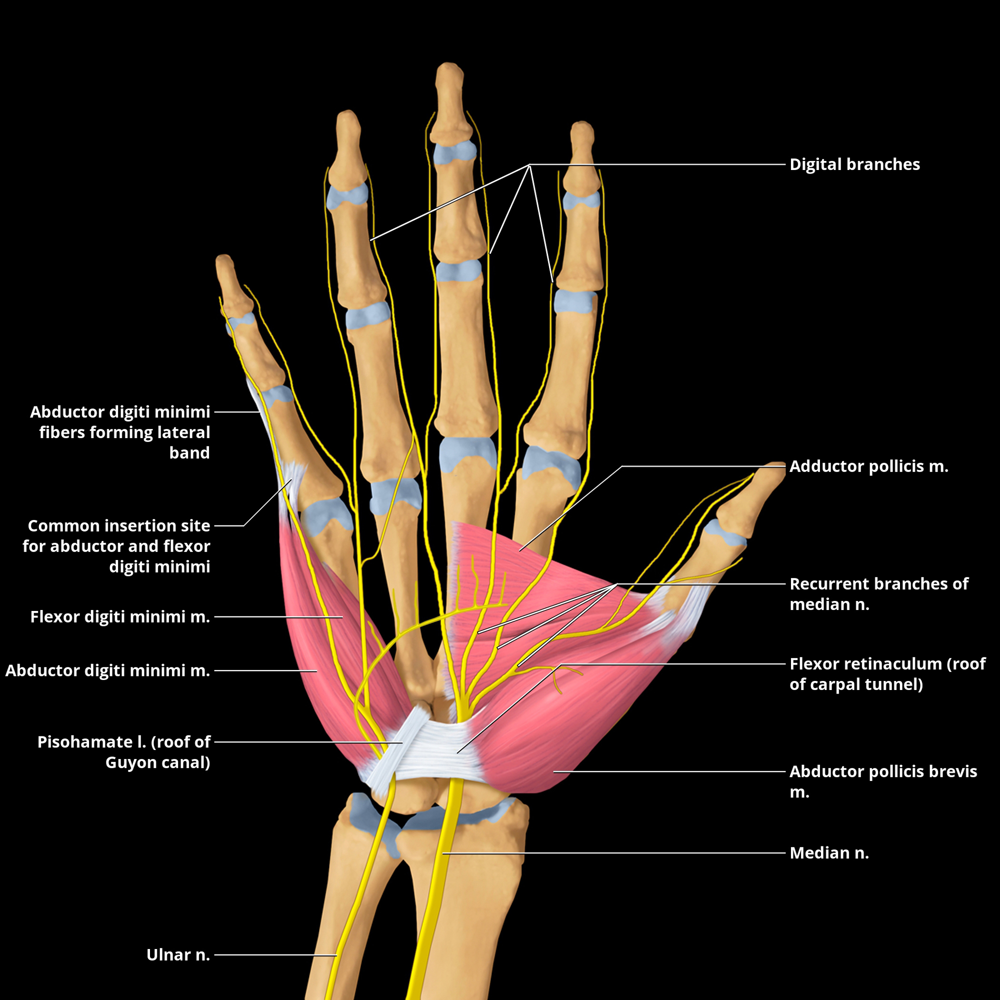 Median Nerve Wrist Anatomy | Porn Sex Picture