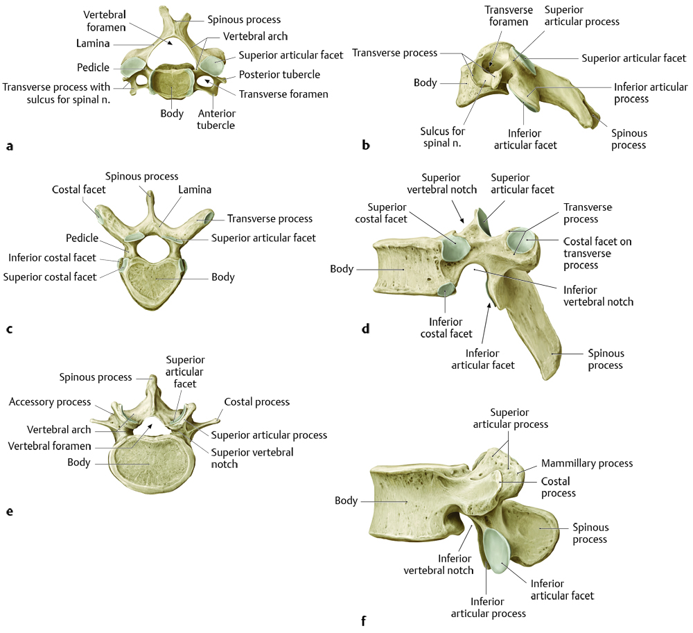 24 Anatomy and Craniocervical Junction | Radiology Key