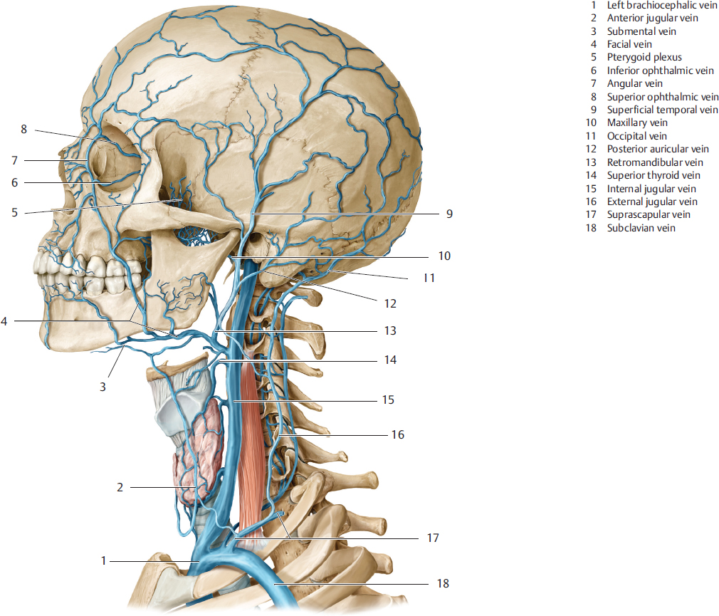Part Iii Topography Of The Head And Neck Radiology Key