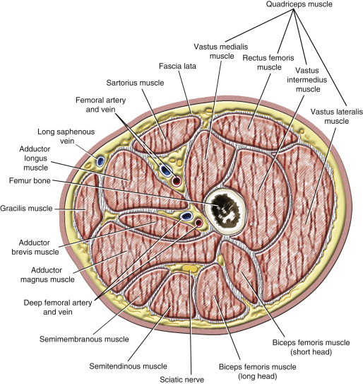 Vascular Anatomy of the Lower Limb | Radiology Key
