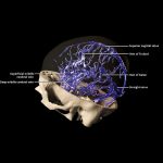Superficial Cerebral Veins