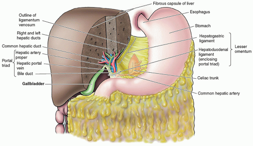Greater Omentum Vs Lesser Omentum Greater Omentum Vs Lesser Omentum