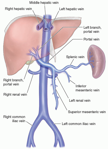 Vascular Structures | Radiology Key