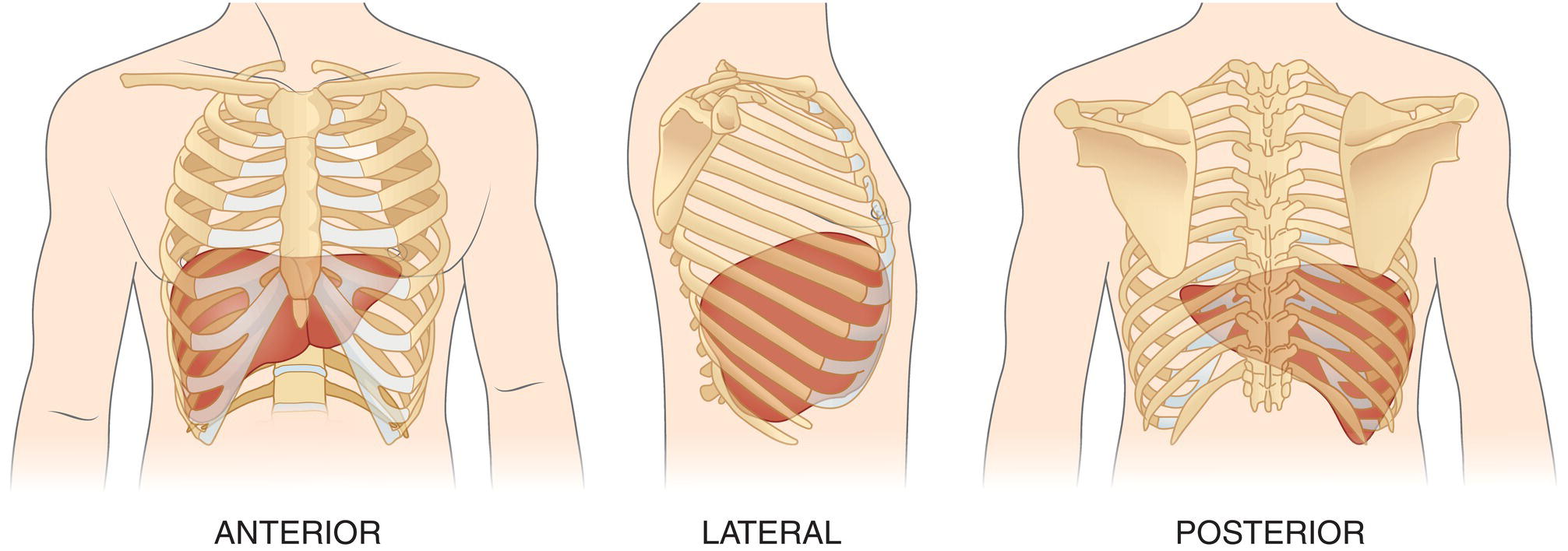 Three schematic diagrams show the position of the liver in the human body from three different angles. The liver is located below the diaphragm. a. Anterior view. b. Lateral view. c. Posterior view.