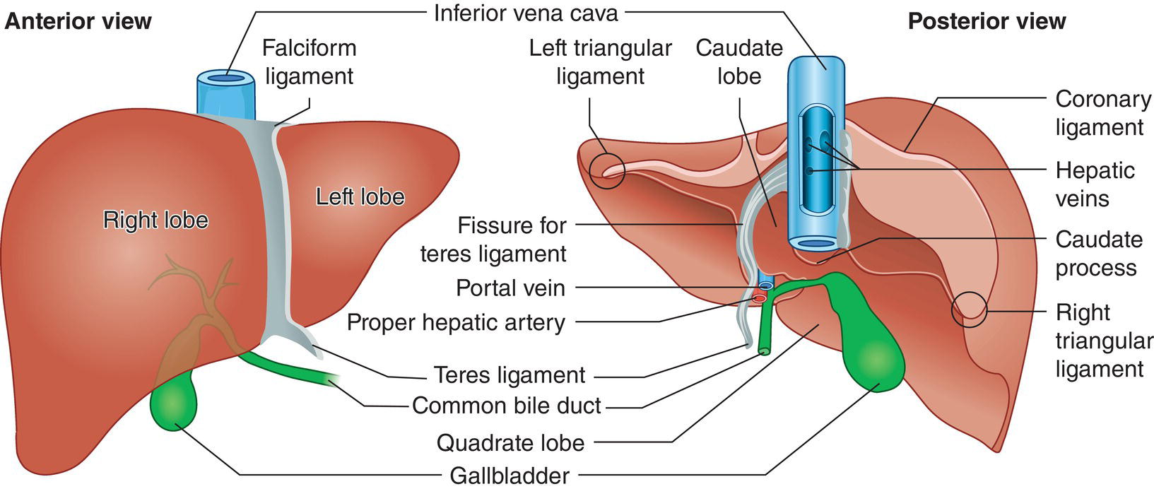A schematic diagram of the liver showing anterior view and posterior view. It contains right lobe, left lobe, falciform ligament, teres ligament, common bile duct, quadrate lobe, gallbladder, coronary ligament, hepatic veins, caudate process, right triangular ligament, caudate lobe, and left triangular ligament.