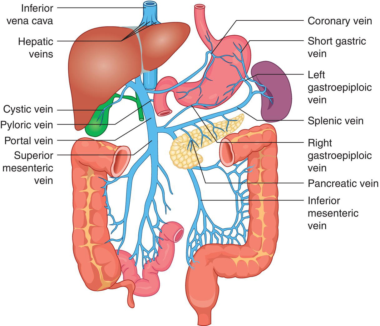 Normal Liver Anatomy Radiology Key