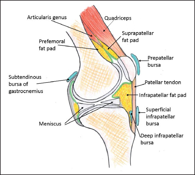 Knee Anatomy Patella Patella Knee Cap AnatomyZone Knee Anatomy Patella Patella Knee Cap AnatomyZone