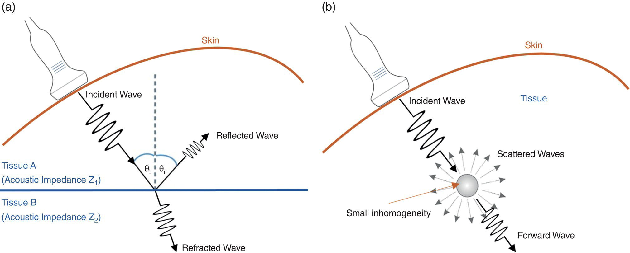 Two schematic diagrams. a. A horizontal line is drawn between Tissue A and Tissue B. An incident wave is passed through the skin. Tissue A has a reflected wave and Tissue B has a refracted wave. b. An incident wave is passed through the skin and hits the small inhomogeneity leading to scattered waves and forward waves.