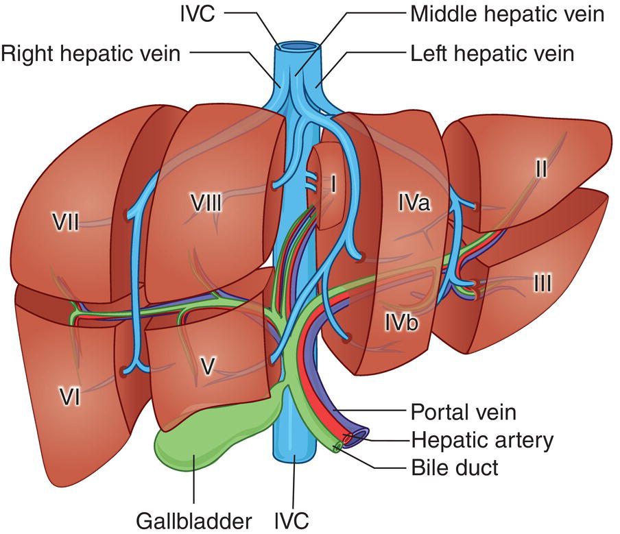 Three radiograph images. a. The middle hepatic vein, inferior vena cava, right hepatic vein, and left hepatic vein. b. Right hepatic vein and inferior vena cava. c. The left hepatic vein and inferior vena cava are depicted.