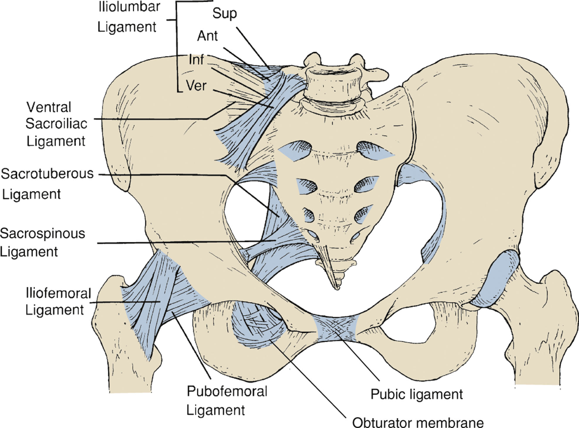 The Pelvis Radiology Key The Pelvis Radiology Key